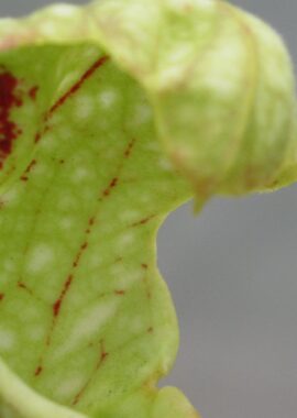 Sarracenia – 'C24 Curly leucophylla’