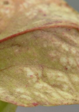 Sarracenia – 'C24 Curly leucophylla’