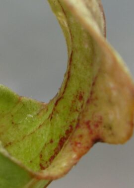 Sarracenia – 'C24 Curly leucophylla’