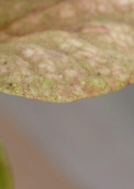 Sarracenia – 'C24 Curly leucophylla’