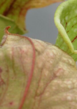 Sarracenia – 'C24 Curly leucophylla’