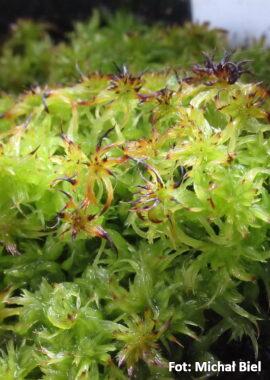 Sphagnum cuspidatum