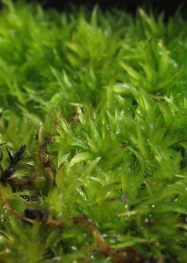 Sphagnum cuspidatum
