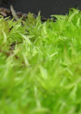 Sphagnum cuspidatum