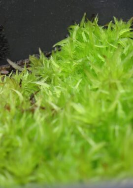 Sphagnum cuspidatum