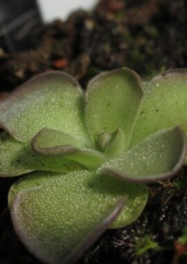 Pinguicula cyclosecta