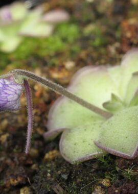 Pinguicula cyclosecta