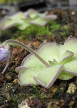 Pinguicula cyclosecta