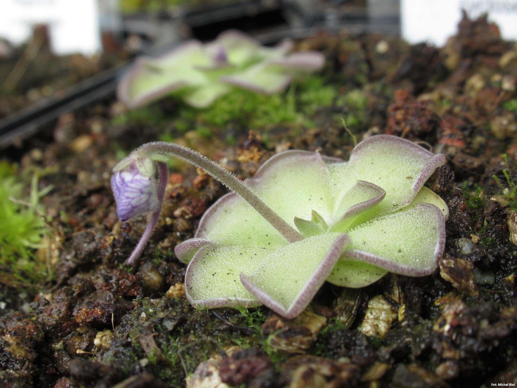 Pinguicula cyclosecta