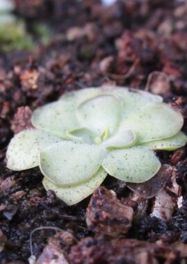 Pinguicula cyclosecta