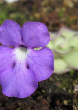Pinguicula cyclosecta