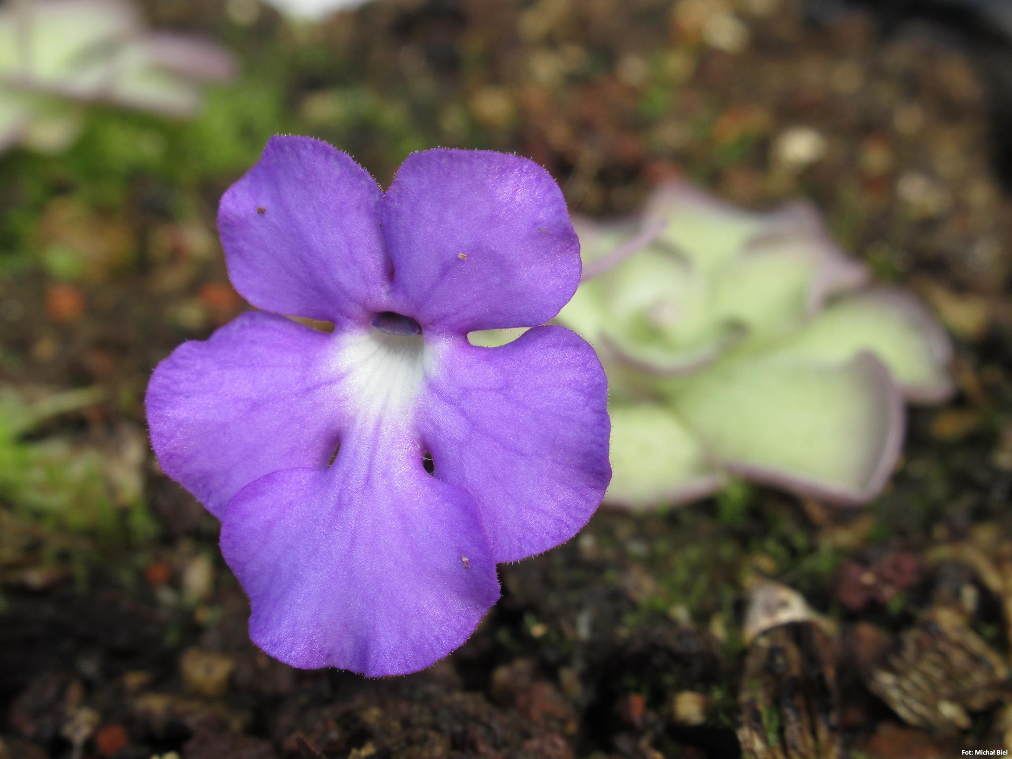 Pinguicula cyclosecta