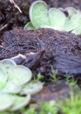 Pinguicula cyclosecta