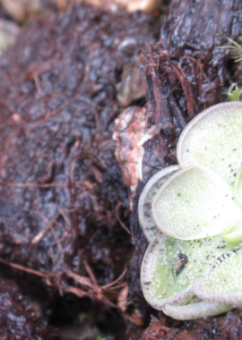 Pinguicula cyclosecta