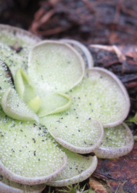 Pinguicula cyclosecta