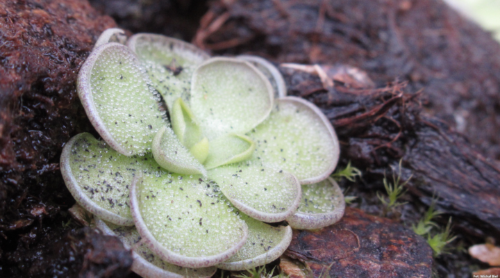 Pinguicula cyclosecta
