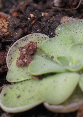 Pinguicula cyclosecta