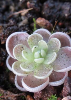 Pinguicula debbertiana