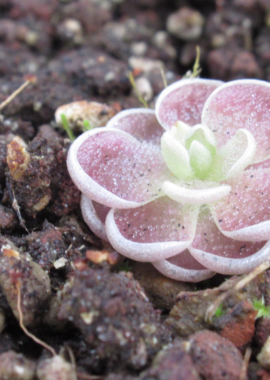 Pinguicula debbertiana