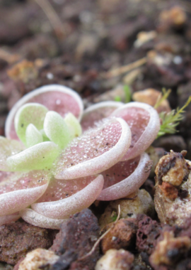 Pinguicula debbertiana