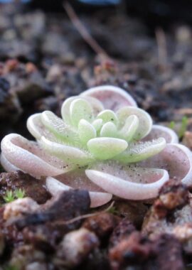 Pinguicula debbertiana