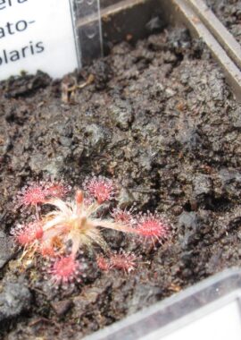 Drosera dilatato-petiolaris {Driver, N.T.}