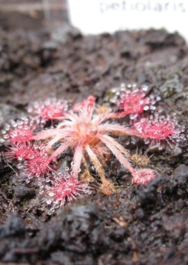 Drosera dilatato-petiolaris {Driver, N.T.}