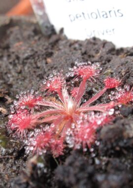 Drosera dilatato-petiolaris {Driver, N.T.}