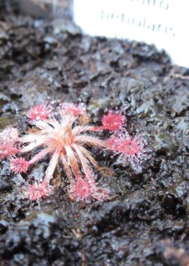 Drosera dilatato-petiolaris {Driver, N.T.}