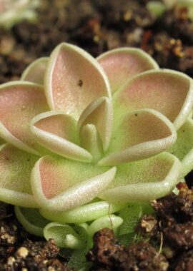 Pinguicula ehlersiae