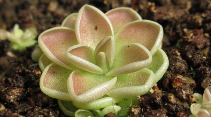 Pinguicula ehlersiae