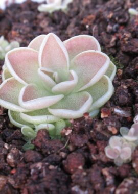 Pinguicula ehlersiae