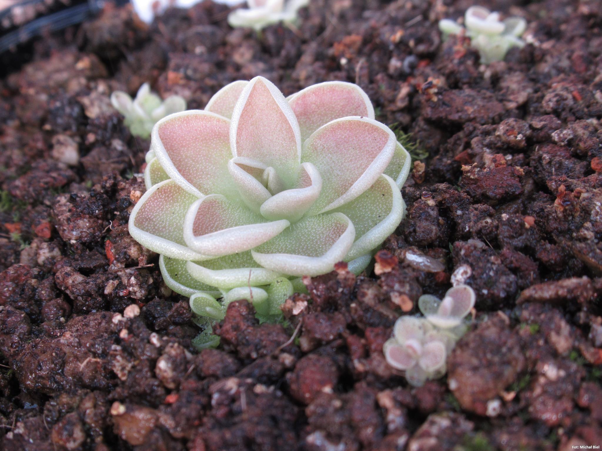 Pinguicula ehlersiae