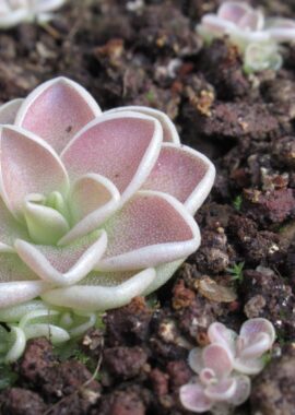 Pinguicula ehlersiae