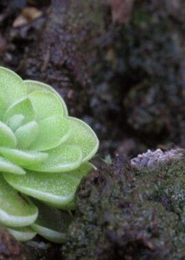 Pinguicula ehlersiae