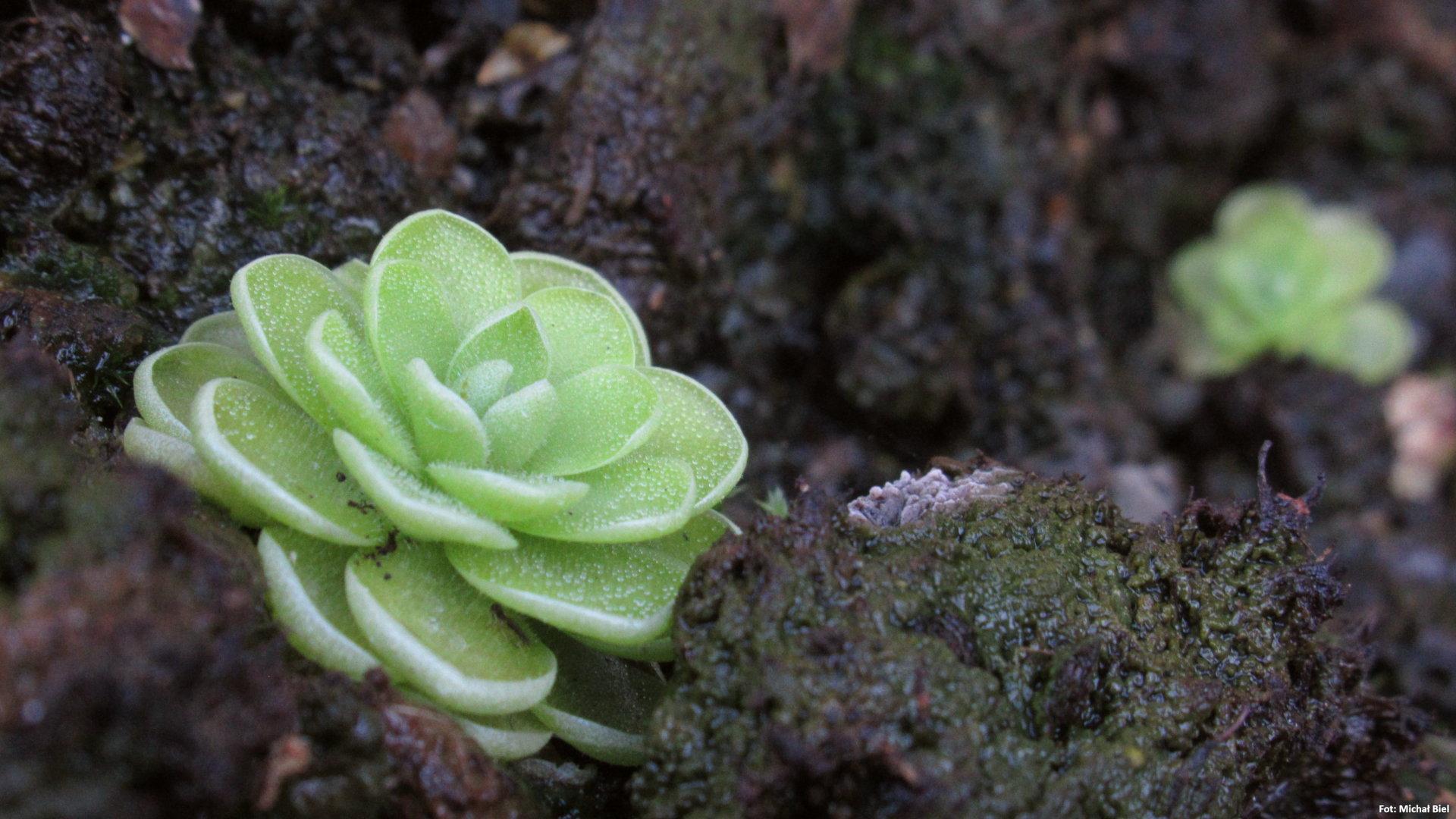 Pinguicula ehlersiae