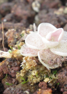 Pinguicula ehlersiae {Santa Gertrudis}