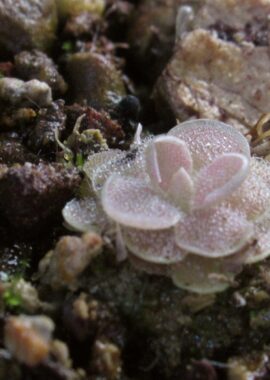 Pinguicula ehlersiae {Santa Gertrudis, San Luis Potosi}