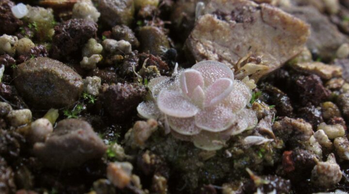 Pinguicula ehlersiae