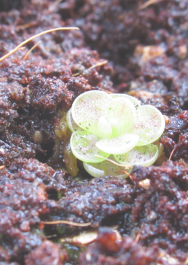 Pinguicula sp. El Mirador