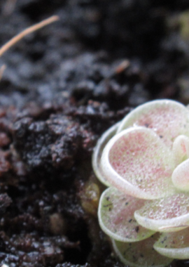 Pinguicula sp. El Mirador