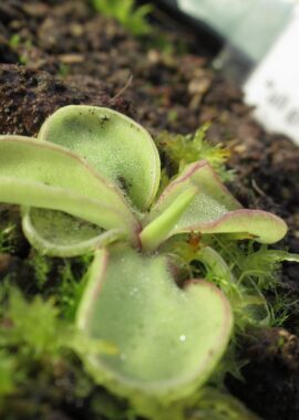 Pinguicula emarginata (all green and compact rosette)