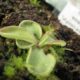 Pinguicula emarginata