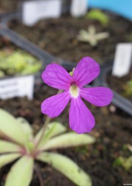 Pinguicula emarginata (all green and compact rosette)