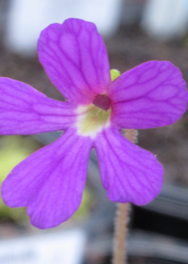 Pinguicula emarginata x moctezumae