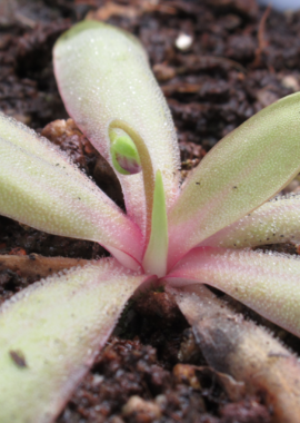 Pinguicula emarginata x moctezumae