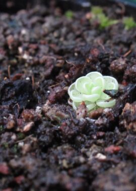 Pinguicula esseriana