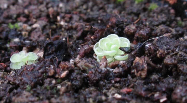 Pinguicula esseriana