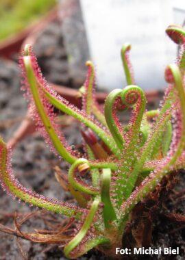 Drosera filiformis {Washington Co., FL} (red form)