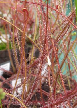 Drosera filiformis {Washington Co., FL} (red form)
